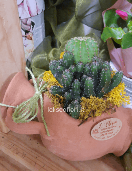 Composizioni di piante grasse